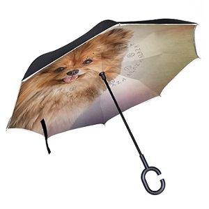 paraguas pomerania