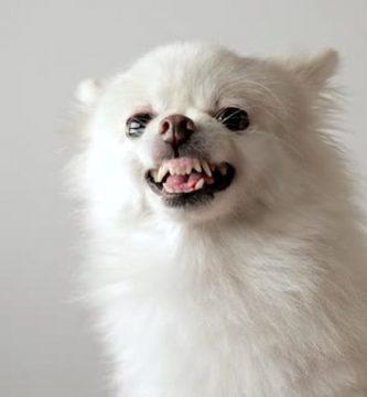 perro pomerania gruñendo