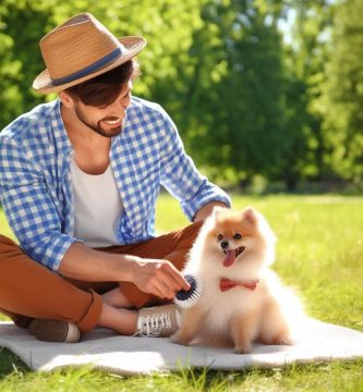 cepillado pomerania cachorro